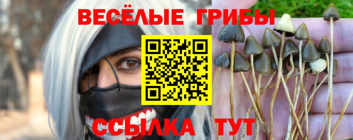 Галлюциногенные грибы прущие грибы  Вход с VPN  Балашов 